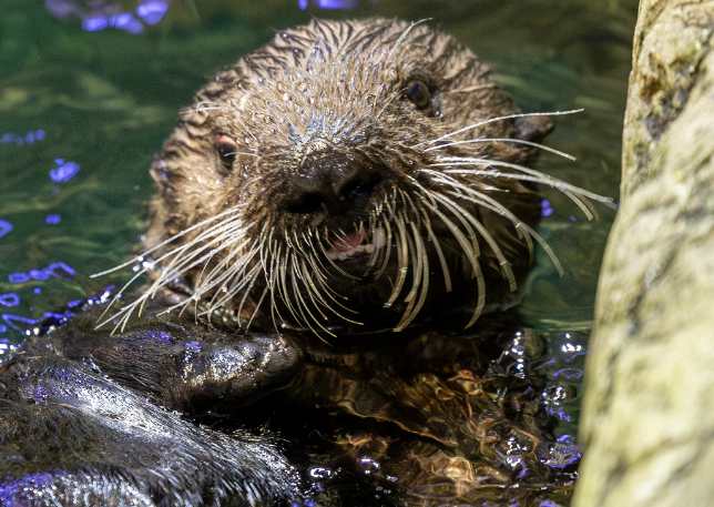 Meet Seldovia, Sea Otter Pup at Shedd Aquarium Has a Name