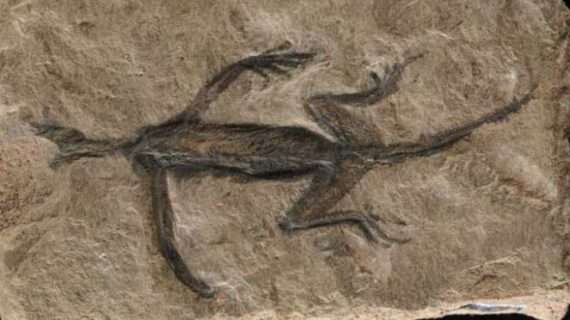 Tridentinosaurus antiquus was discovered in the Italian alps in 1931 and was thought to be an important specimen for understanding early reptile evolution - but has now been found to be, in part a forgery. Its body outline, appearing dark against the surrounding rock, was initially interpreted as preserved soft tissues but is now known to be paint. Mystery solved: the oldest fossil reptile from the alps is an historical forgery