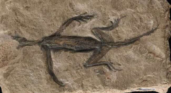 Tridentinosaurus antiquus was discovered in the Italian alps in 1931 and was thought to be an important specimen for understanding early reptile evolution - but has now been found to be, in part a forgery. Its body outline, appearing dark against the surrounding rock, was initially interpreted as preserved soft tissues but is now known to be paint.