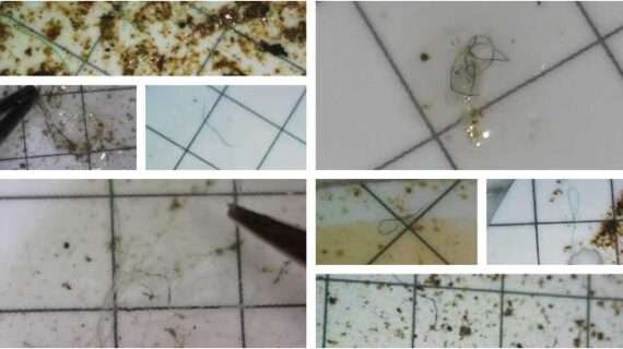 New Report: 100% of tested Southcentral Alaska water bodies contain microplastics