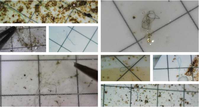 New Report: 100% of tested Southcentral Alaska water bodies contain microplastics