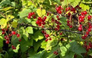 Photo by Julie Stricker Currants, like these red currants at Georgeson Botanical Garden, grow well in Alaska and are a tasty late-summer fruit. Learn more about them at the Far North Currant Festival on Aug. 24.