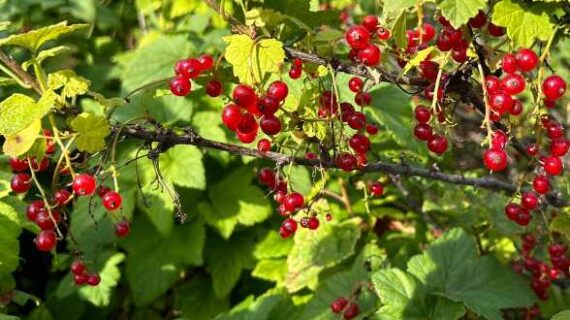 Far North Currant Festival highlights less-known Alaska berry