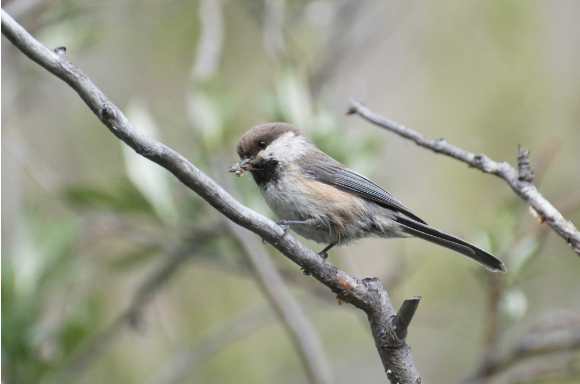 Calling lost chickadees in far north poplars