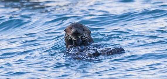 Researcher to discuss sea otter impact on mariculture