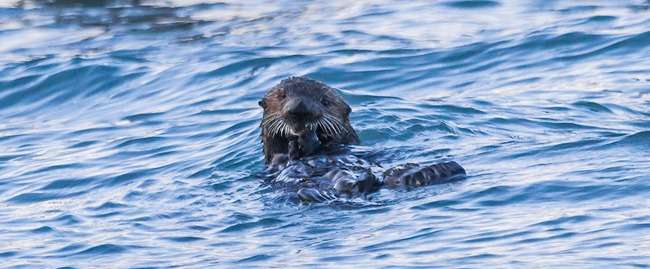 Researcher to discuss sea otter impact on mariculture