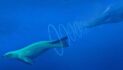 New research reveals seals filter sound through blood-filled tissue to hear underwater
