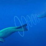 New research reveals seals filter sound through blood-filled tissue to hear underwater An artist’s reconstruction of Enaliarctos mealsi, one of the earliest marine seals from around 23 million years ago, being followed by a cetacean. © Jaime Bran