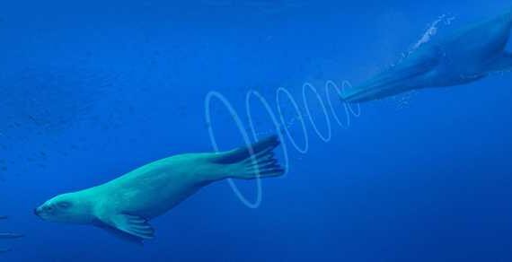 New research reveals seals filter sound through blood-filled tissue to hear underwater
