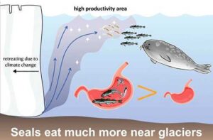Researchers analyze stomach contents of seals captured at varying distances from tidewater glacier fronts, revealing seals caught near glaciers had heavier stomachs dominated by polar cod, confirming these unique, nutrient-rich regions as vital foraging hotspots, now threatened by climate-driven glacial retreat. Credit-Monica Ogawa, NIPR