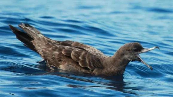 ‘Plasticosis’: Researchers Discover New Digestive Disease Sickening Seabirds