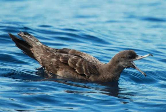 ‘Plasticosis’: Researchers Discover New Digestive Disease Sickening Seabirds