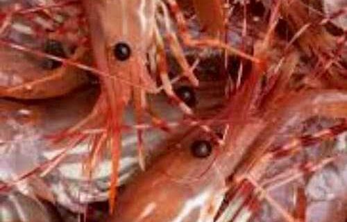 Graves and Peltola Urge Biden to Immediately Halt Unsafe Shrimp Imports