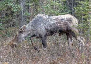 Moose.  Image-Flickr
