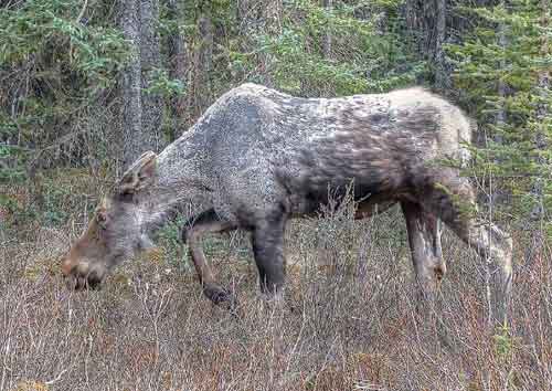 University of New Hampshire Researchers Say Winter Ticks Killing Moose at Alarming Rate