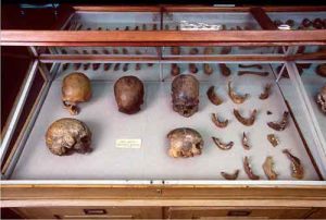 Skulls and other human remains from P.W. Lund's Collection from Lagoa Santa, Brazil. Kept in the Natural History Museum of Denmark. Credit: Natural History Museum of Denmark