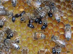 Photo by Jessica Louque, Smithers Viscient, Bugwood.org
Small hive beetles infest a honeycomb.