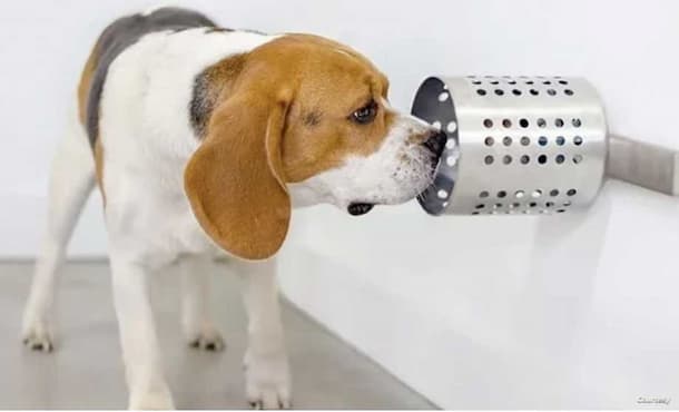 Sniffer Dogs Learn to Detect COVID-19