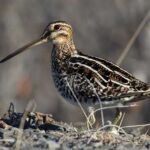 Photo by Seth Beaudreault A Wilson’s snipe near Toolik Field Station in northern Alaska.