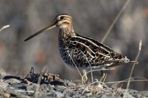 Photo by Seth Beaudreault
A Wilson’s snipe near Toolik Field Station in northern Alaska.
