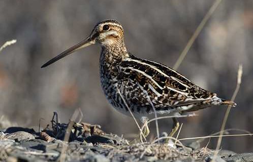 A bird and a puzzling sound lead to discovery