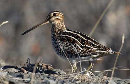 A bird and a puzzling sound lead to discovery