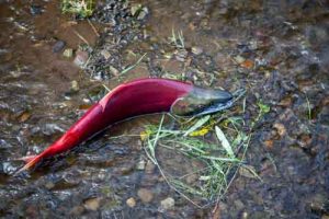 A sockeye fights its way up Hansen Creek in shallow water. Dennis Wise/University of Washington