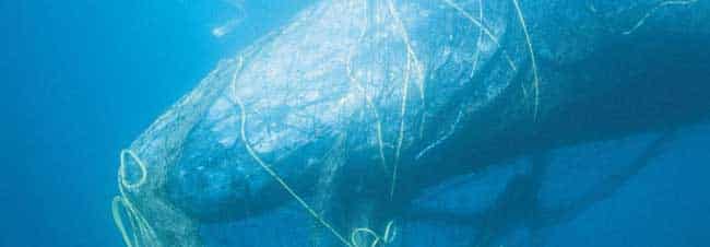Entangled Sperm Whale. Image-World Animal Protection