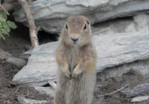 An arctic ground squirrel near O’Brien Creek on the Copper River. Photo by Ned Rozell.