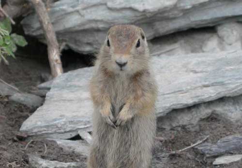 Arctic Ground Squirrels go to Bed Early