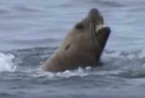 Steller Sea lion eating salmon. Image-YouTube screengrab