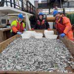 Multiple species of juvenile fish (mostly herring in this picture) prior to sorting, counting, measuring, and sample collection aboard the survey vessel. Credit: NOAA Fisheries/Rob Suryan
