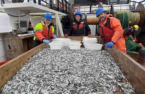 Capelin: a “Sea Canary” for Marine Ecosystem Change in Response to Heatwaves