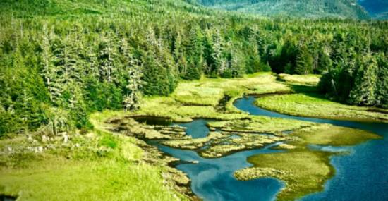 Tongass Rainforest in Alaska is a Carbon Sink of Global Importance