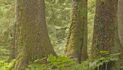 Old-growth logging project in the Tongass National Forest revived