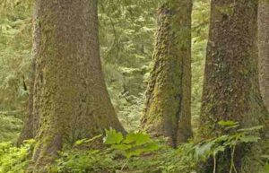 Tongass National forest. Credit: Audubon Society