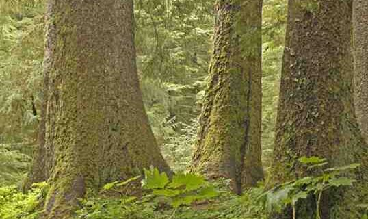 Southeast Alaska Conservation Council (SEACC) and Partners Host Virtual Rally for the Tongass in Final Push for Public Comment