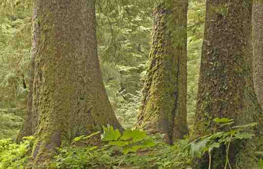 Forest Service Confirms Plan to Strip Roadless Protections for the Tongass