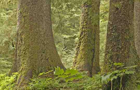 Murkowski Introduces Legislation Amending the Tribal Forest Protection Act to Work Better for All Tribes, Including in Alaska