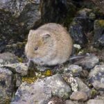 Photo: Vole. Photograph by Tim Gillier, courtesy of iNaturalist.