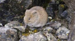 Vole-Alutiiq Word of the Week