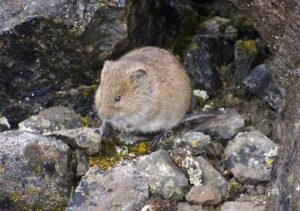 Photo: Vole. Photograph by Tim Gillier, courtesy of iNaturalist.