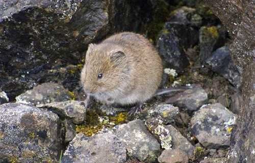 Vole-Alutiiq Word of the Week