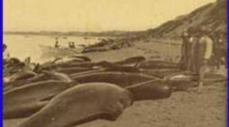 This Day in Alaska History-October 7th, 1914