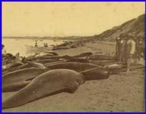 This Day in Alaska History-October 7th, 1914