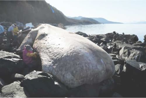 Alaska NOAA Team Examines Dead Endangered Sperm Whale