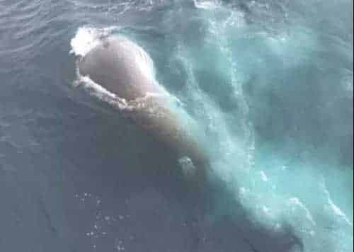 Whale Strikes Tustumena En Route to Kodiak from Homer