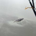 NOAA Fisheries is monitoring the location of a dead gray whale in Turnagain Arm. Photo courtesy of Hunter Keffalos