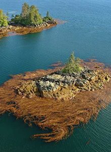 Wild beds of giant kelp in Alaska. Credit: NOAA Fisheries
