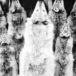 wolf pelts